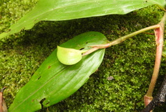 Commelina