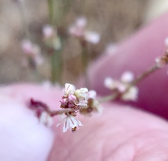 Eriogonum elegans