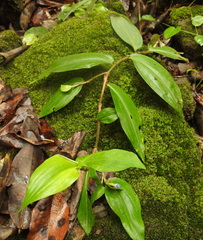 Commelina