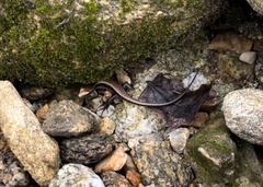 Sphenomorphus maculatus