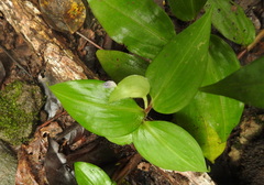 Commelina