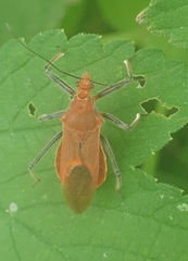 Cutocoris russatus