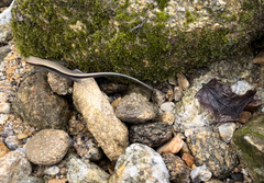 Sphenomorphus maculatus