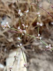 Eriogonum elegans