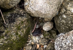 Sphenomorphus maculatus