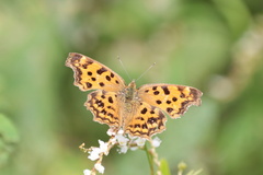 Polygonia c-aureum