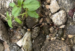 Sphenomorphus maculatus