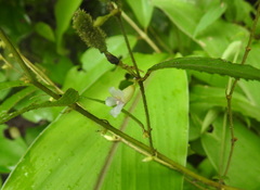 Helicteres
