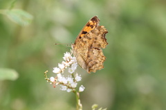Polygonia c-aureum