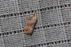 Platphalonidia