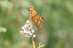 Polygonia c-aureum