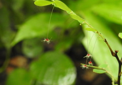 Phyllanthus pulcher