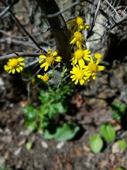 Senecio leucanthemifolius crassifolius