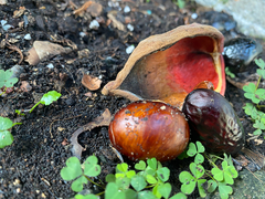 Sterculia monosperma
