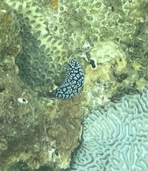 Phyllidiella pustulosa