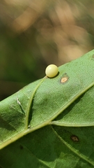 Zopheroteras hubbardi