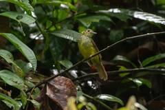 Tricholestes criniger