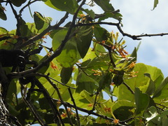 Loranthaceae
