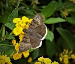 Erynnis tristis