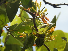 Loranthaceae