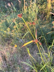Scirpus atrovirens