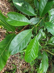 Turpinia formosana