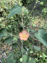 Callianthe pauciflora