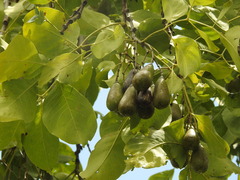 Schrebera swietenioides