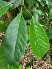 Turpinia formosana