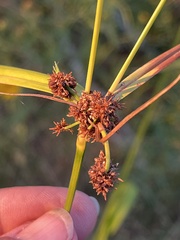 Scirpus atrovirens