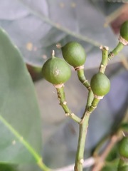 Turpinia formosana