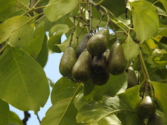 Schrebera swietenioides