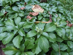 Pachysandra terminalis