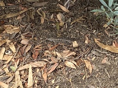 Sceloporus occidentalis