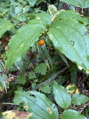 Prosartes smithii