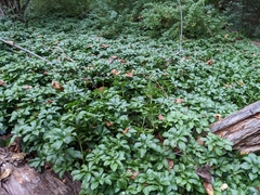 Pachysandra terminalis