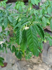 Tabernaemontana divaricata