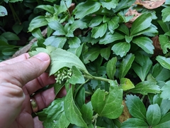 Pachysandra terminalis