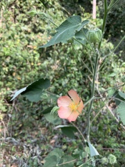Callianthe pauciflora