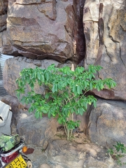 Tabernaemontana divaricata