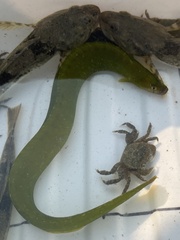 Apodichthys flavidus