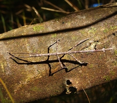 Argosarchus horridus