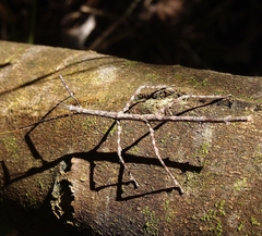 Argosarchus horridus