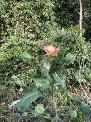 Callianthe pauciflora
