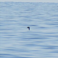 Procellariidae