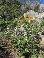 Cistus monspeliensis