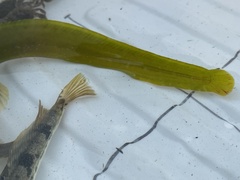 Apodichthys flavidus