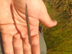 Hordeum brevisubulatum