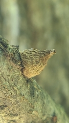 Callirhytis quercusventricosa