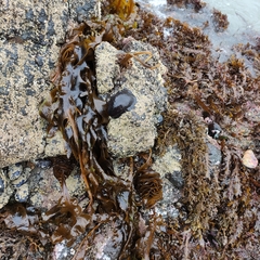 Undaria pinnatifida